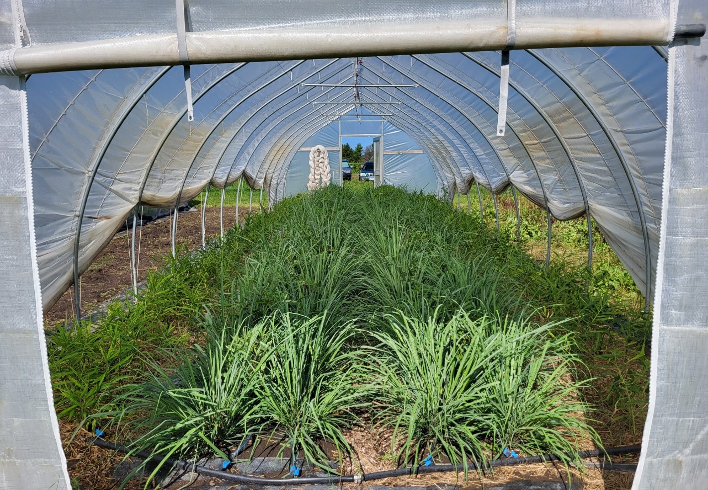 Lemongrass and ginger being grown in a hoophouse.